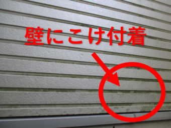 西宮市窯業系サイディング壁こけ付着