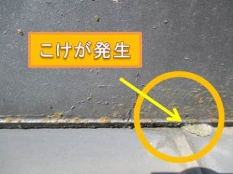西宮市こけ発生