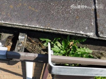 F様雨樋詰り清掃4