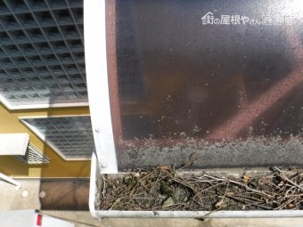 雨樋詰り5