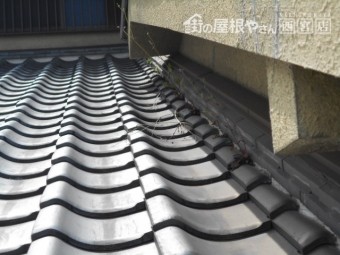 漆喰の所から草が