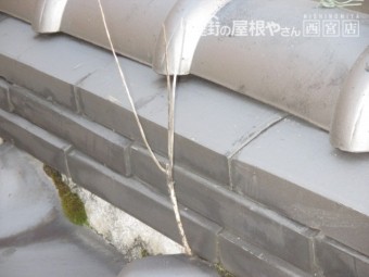 屋根から植物