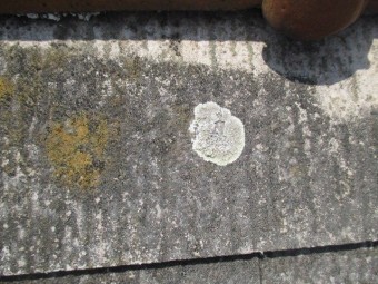 西宮市 カラーベストの表面にコケが付着してる