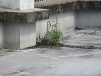 西宮市賃貸マンション陸屋根部分に発生してしまった雑草