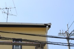 雨樋交換工事3