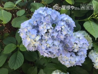 勝尾寺2018年6月紫陽花