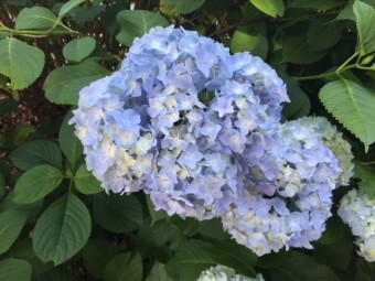 勝尾寺2018年6月紫陽花
