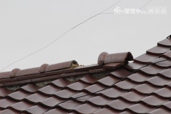 宝塚市棟瓦修理下見5