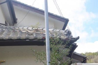 雨漏り軒天修理現場調査2