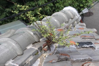 雨漏り軒天修理現場調査5