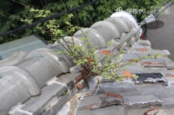 雨漏り軒天修理現場調査5