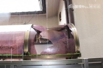 カーポート屋根修理1