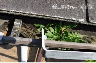 植物も育つ