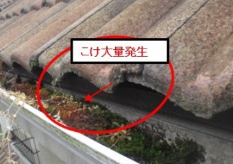西宮市雨樋にこけ発生