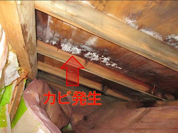 屋根裏カビ発生
