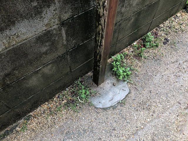 柱苔