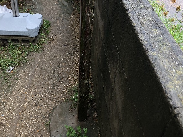 柱苔