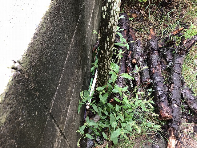柱苔